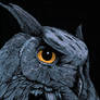 horned owl