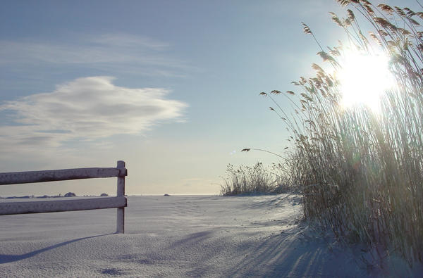 Ocean Reeds by PicFanatic on DeviantArt