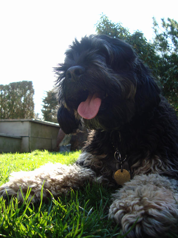 Obsessive Riley Dog Photos 02 by PicFanatic on DeviantArt