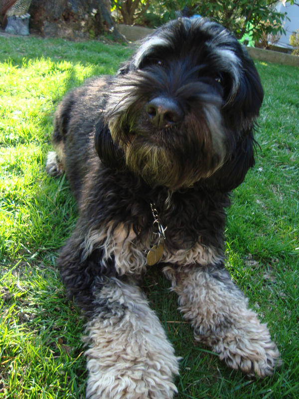 Obsessive Riley Dog Photos 03 by PicFanatic on DeviantArt