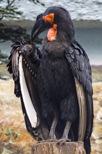 Southern Ground-hornbill 03 by btoum