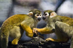 Squirrel Monkeys Plotting by btoum