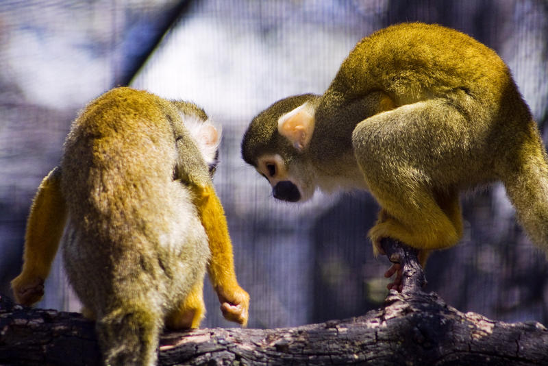 Squirrel Monkey Cheer Up by btoum