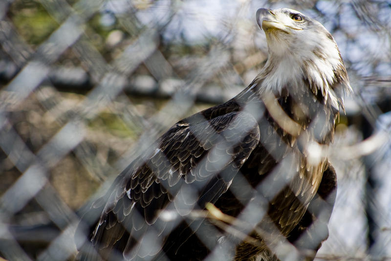 Bald Eagle 07