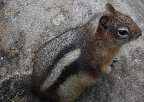 golden-mantled ground squirrel