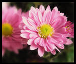 Chrysanthemum by JenniElfi