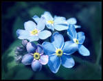 Forget-me-not by JenniElfi