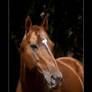 Portrait horse stallion thoroughbred