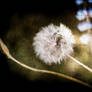 taraxacum officinale