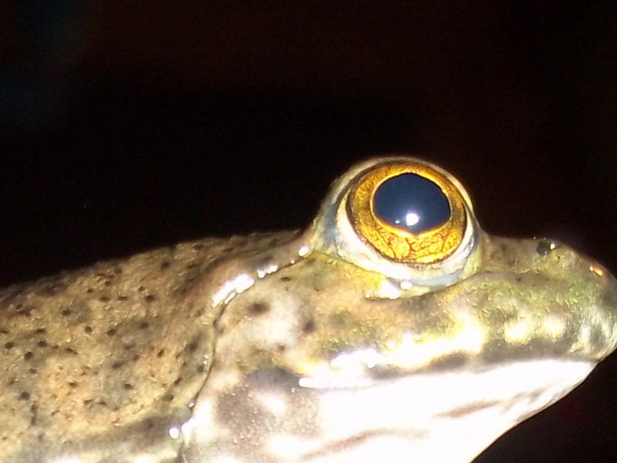 frog eye -ribbit- by goddessofdragon on DeviantArt