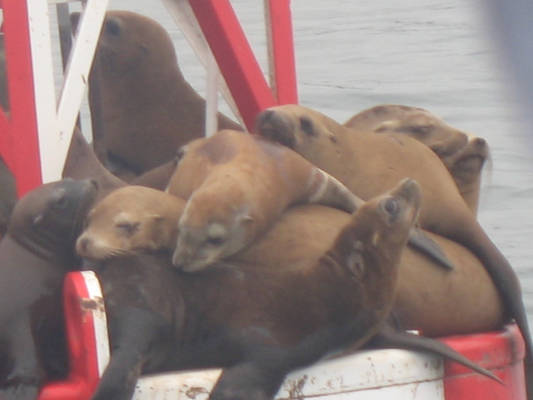 Sea Lions