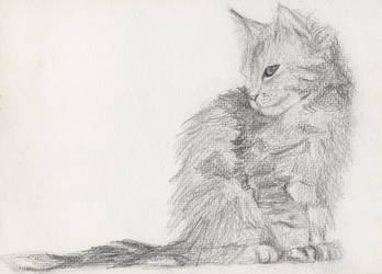 Sketch of a cat