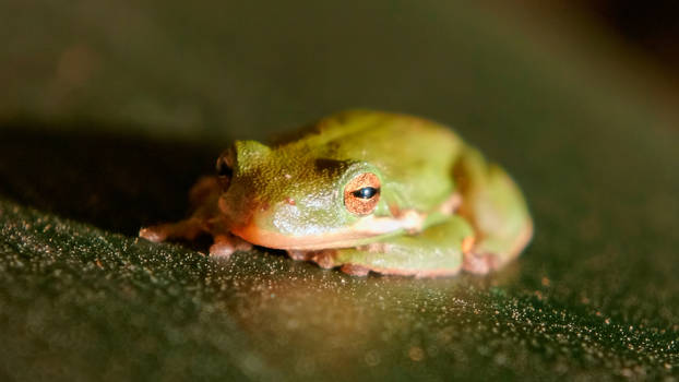 Grumpy Green Treefrog