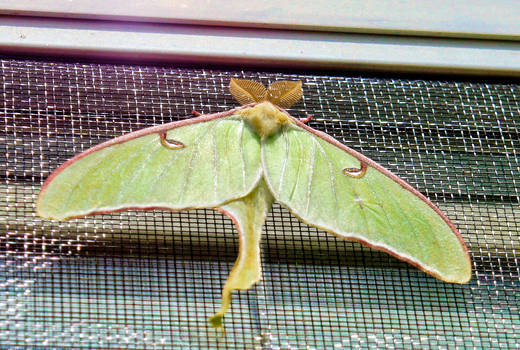 Luna Moth