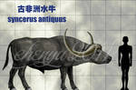 syncerus antiquus