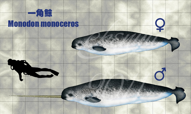 Monodon monoceros by sinammonite on DeviantArt