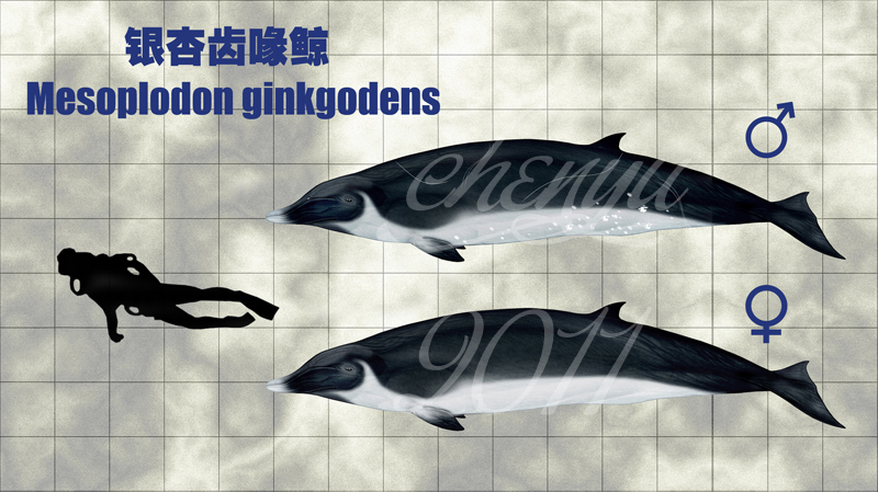 Mesoplodon ginkgodens