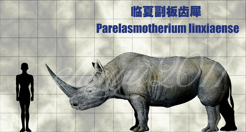 Parelasmotherium linxiae