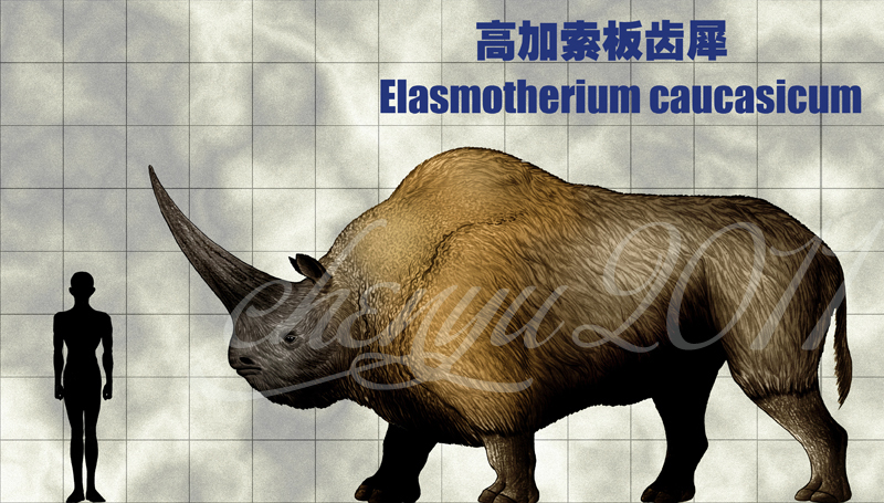 Elasmotherium caucasicum by sinammonite