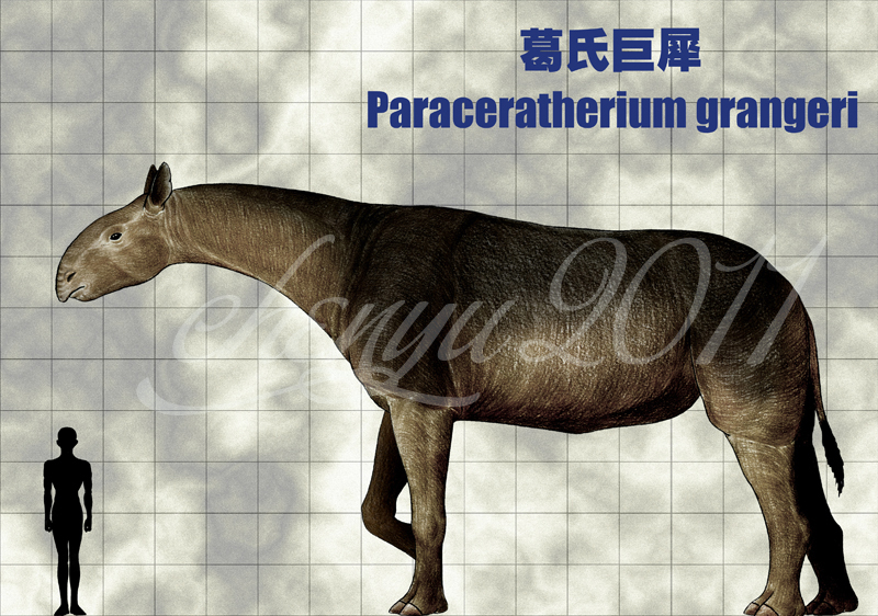 Paraceratherium grangeri