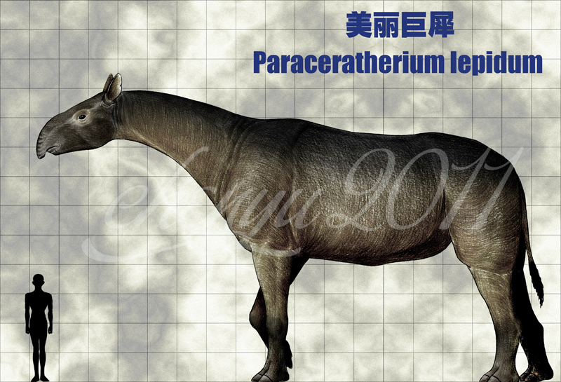 Paraceratherium lepidum