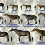 Paraceratheriidae of china
