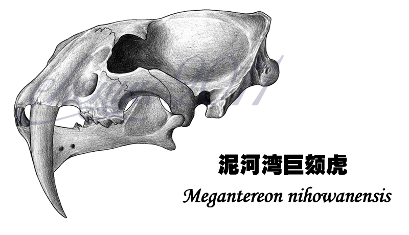 Megantereon nihowanensis skull