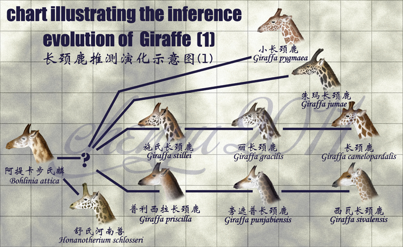 inference evolution of Giraffe by sinammonite on DeviantArt