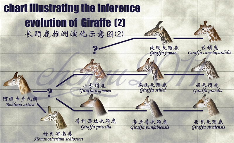 evolution of Giraffe by sinammonite on DeviantArt
