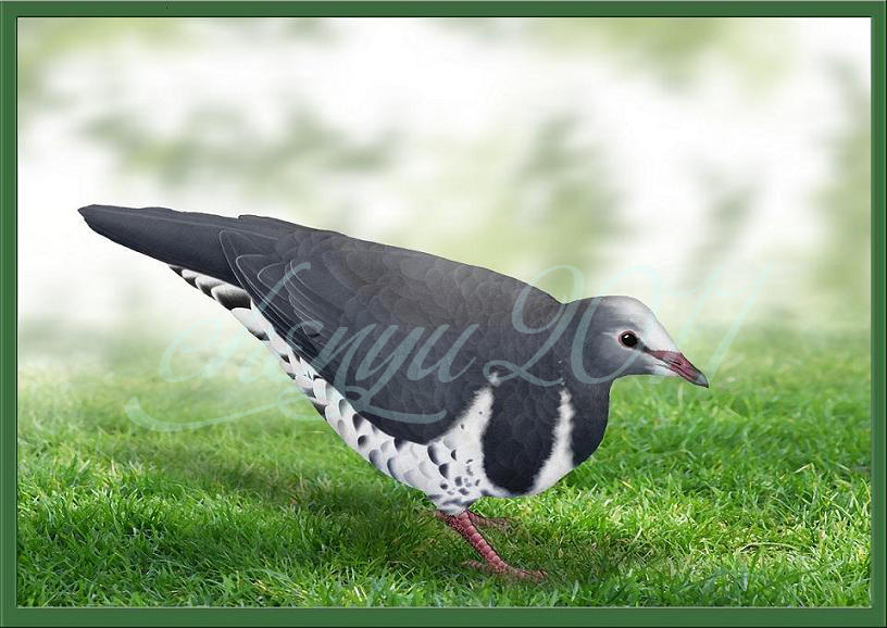 Leucosarcia melanoleuca by sinammonite on DeviantArt