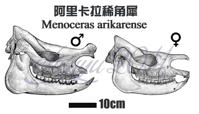 Menoceras arikarense