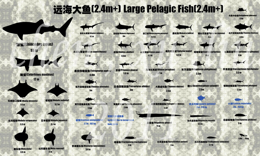 Pelagic Fish 6: Large Pelagic Fish by sinammonite on DeviantArt