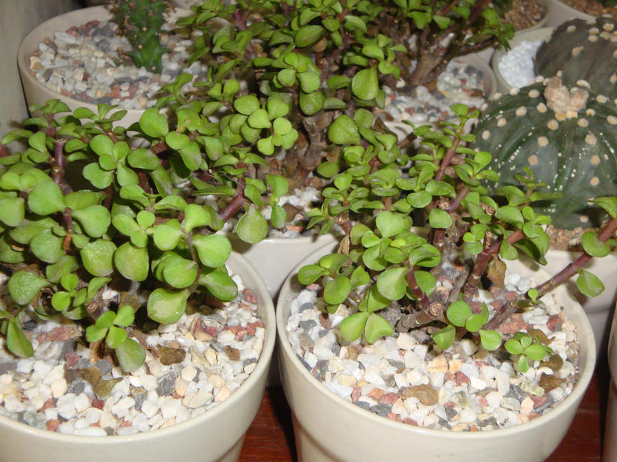 Portulacaria afra