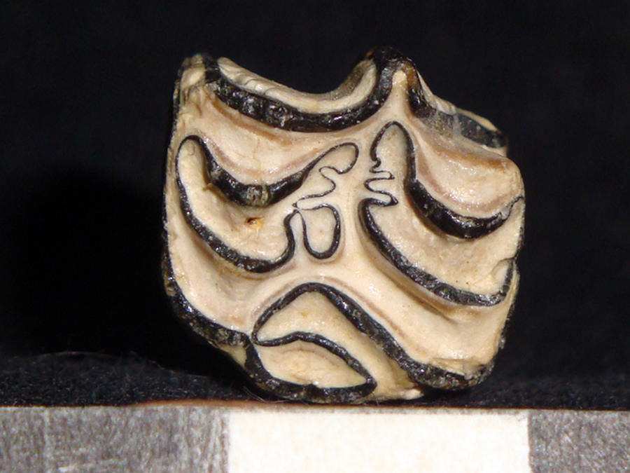 Pseudhipparion sp. by sinammonite on DeviantArt