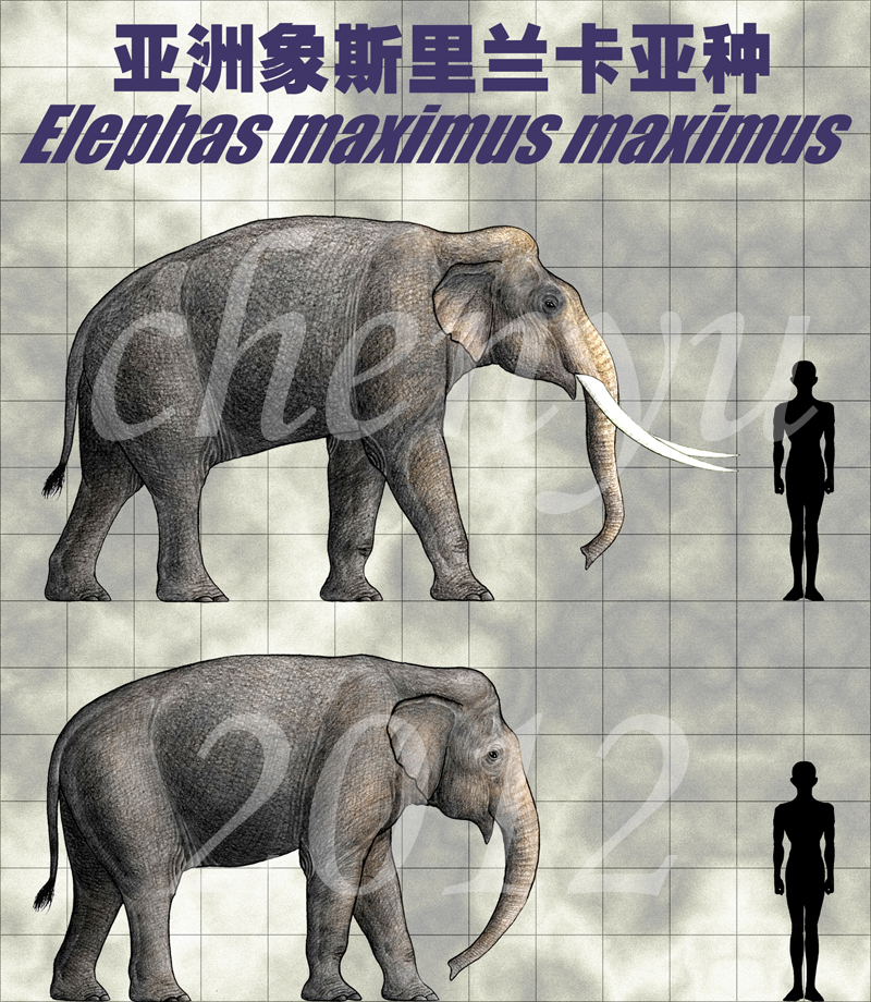 Elephas Maximus Maximus By Sinammonite On Deviantart