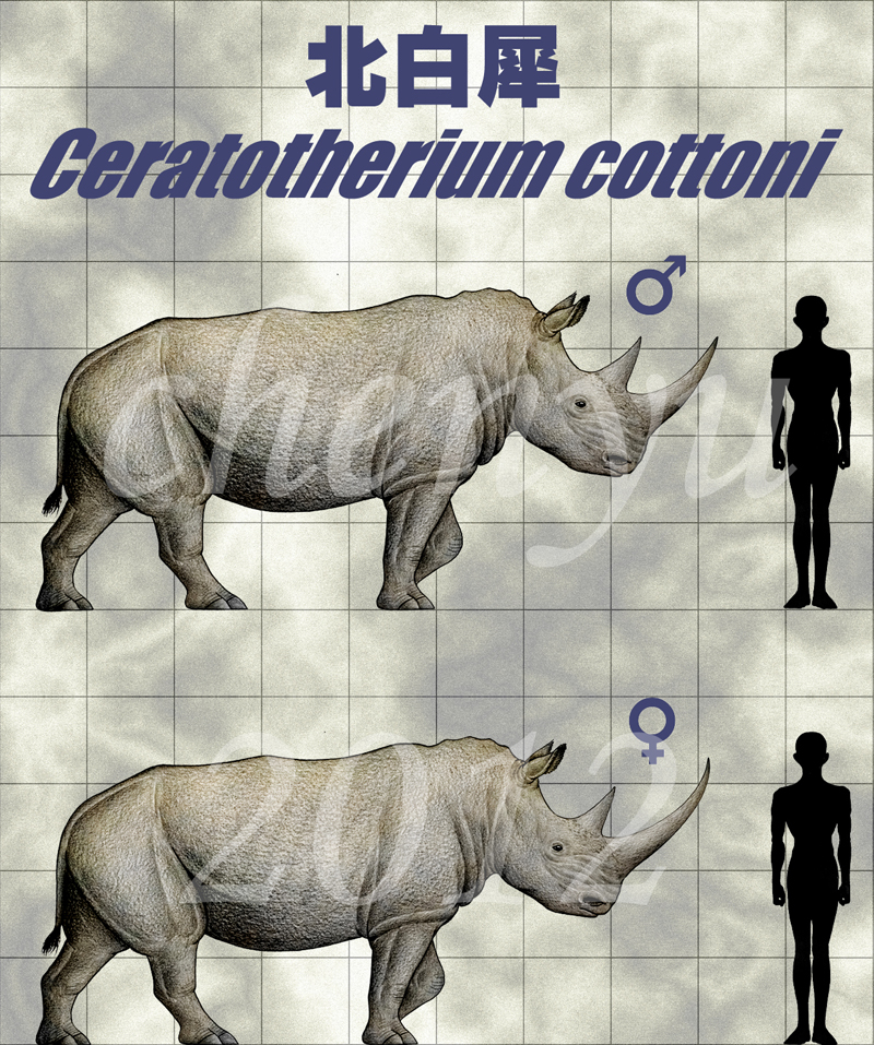 Ceratotherium cottoni