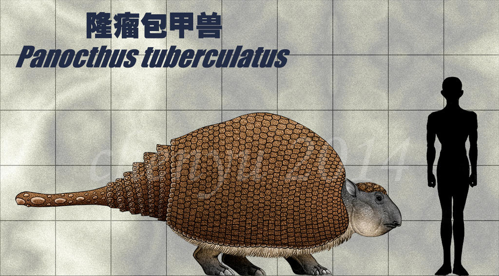 Panocthus tuberculatus