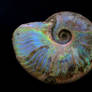 the ammonite of  Wonderful