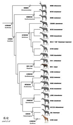 Evolution of Giraffoidea