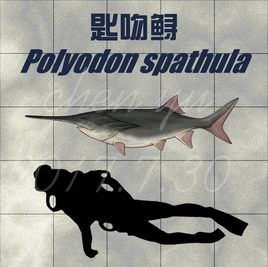 Polyodon spathula by sinammonite on DeviantArt