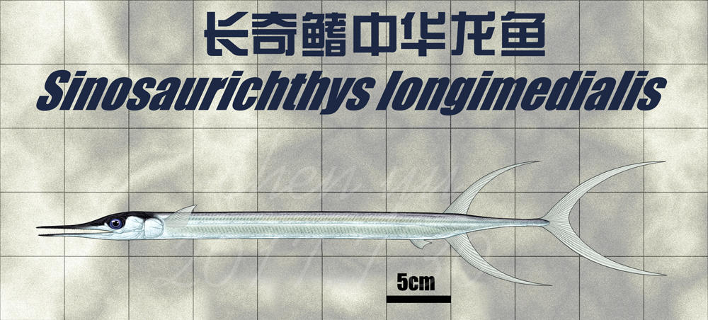 Sinosaurichthys longimedialis by sinammonite on DeviantArt