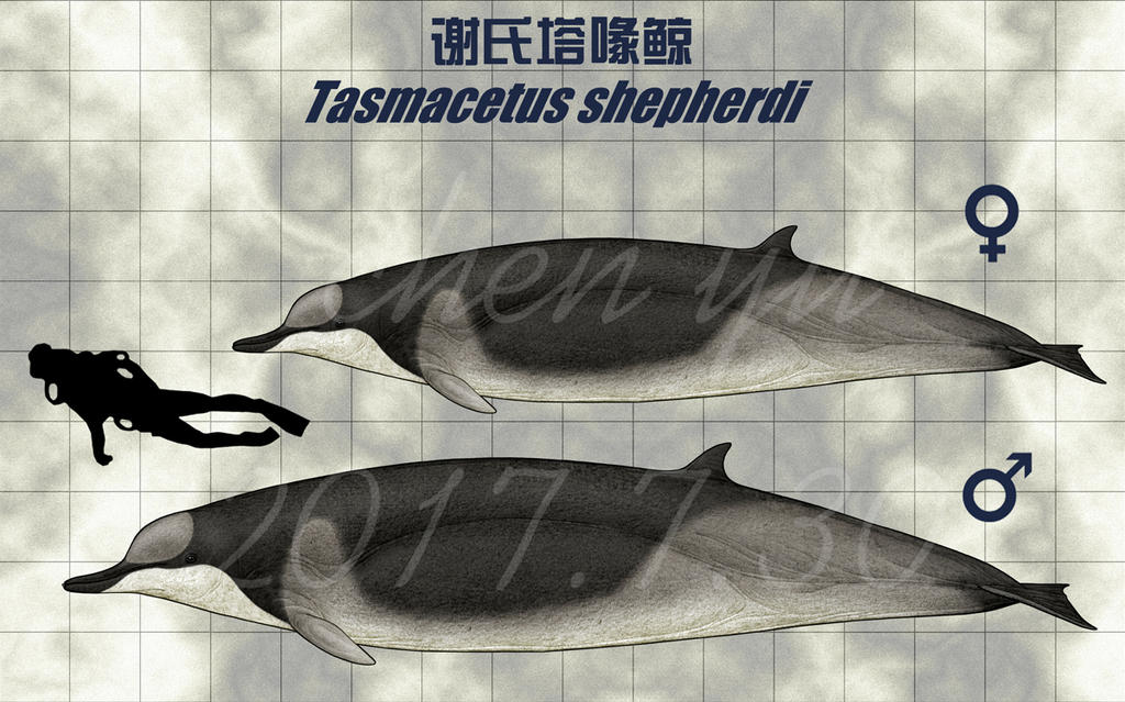 Tasmacetus shepherdi by sinammonite on DeviantArt