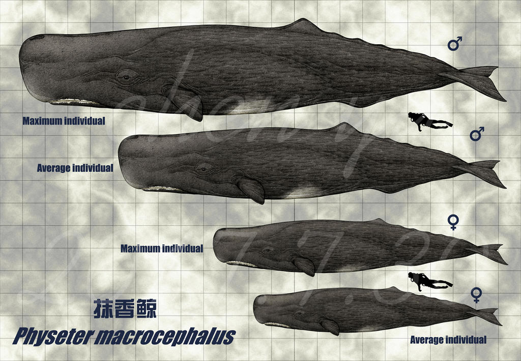 Physeter macrocephalus by sinammonite on DeviantArt
