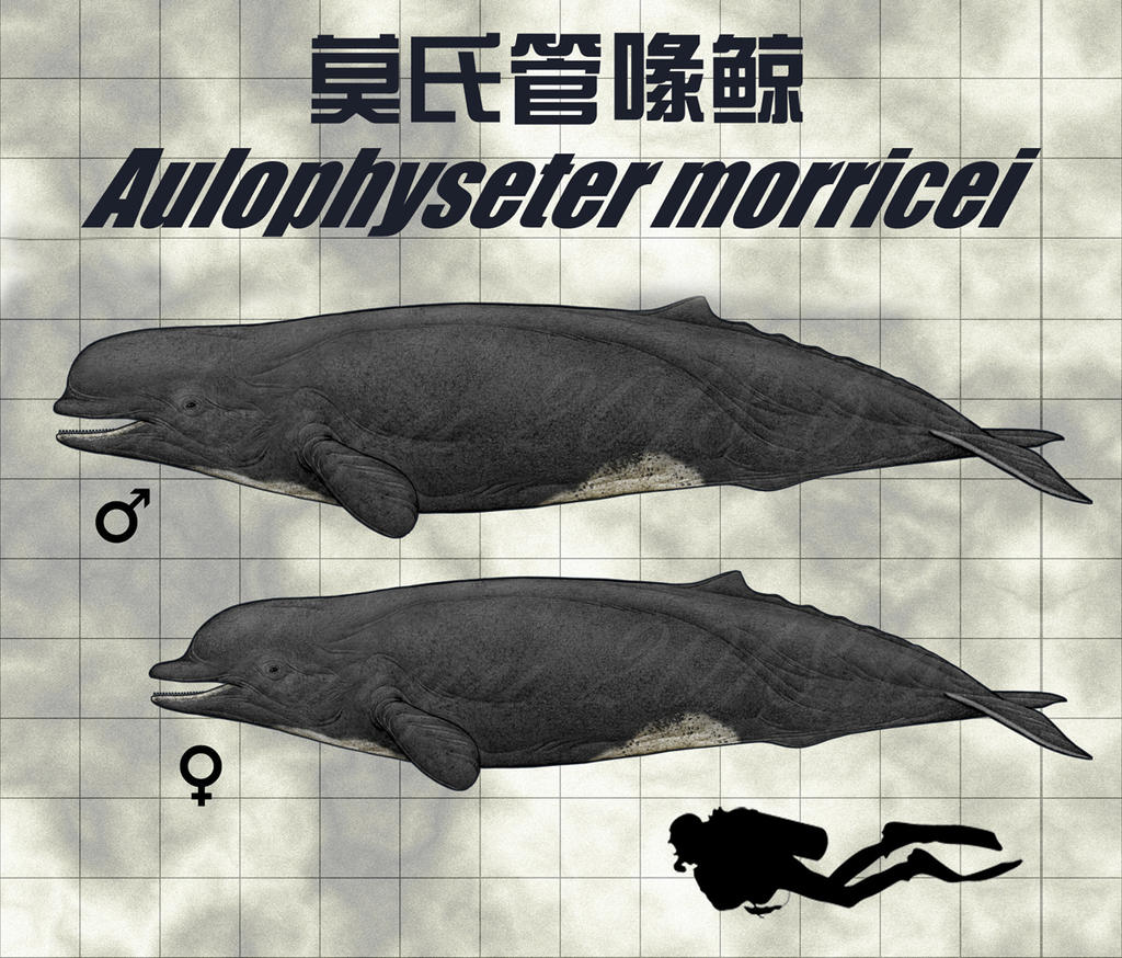 Aulophyseter morricei by sinammonite on DeviantArt