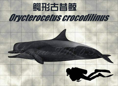 Orycterocetus crocodilinus