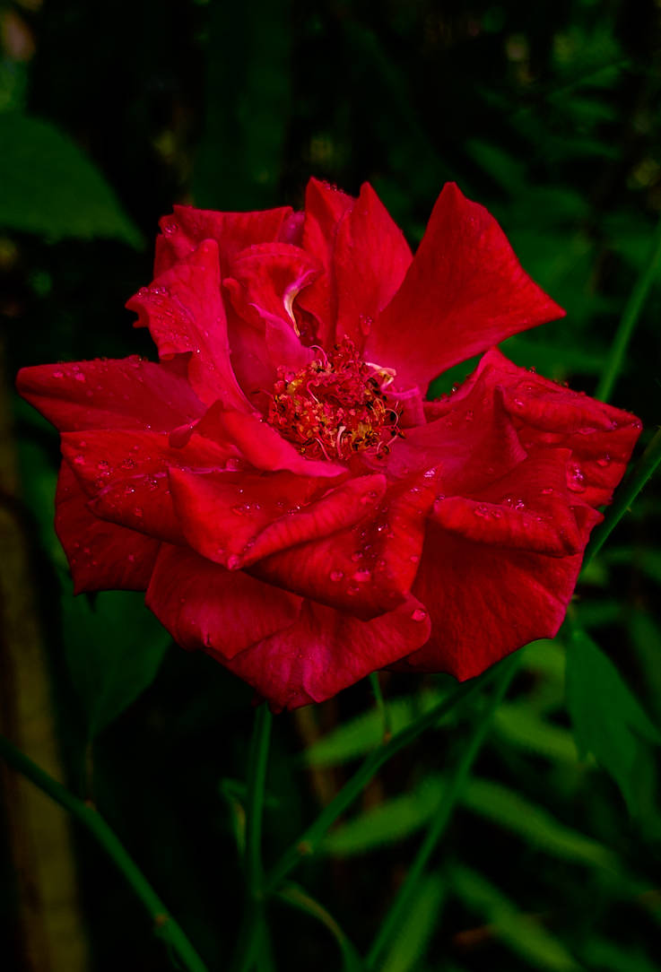 Red Rose by rael28 on DeviantArt