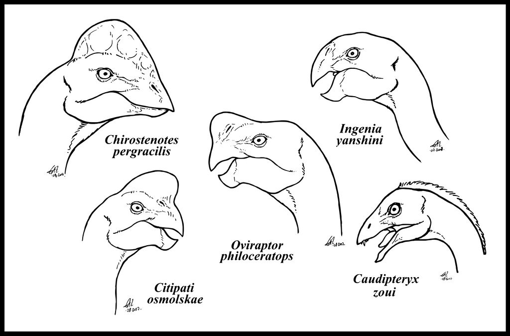 Over Raptor Oviraptorsauria by zakafreakarama on DeviantArt
