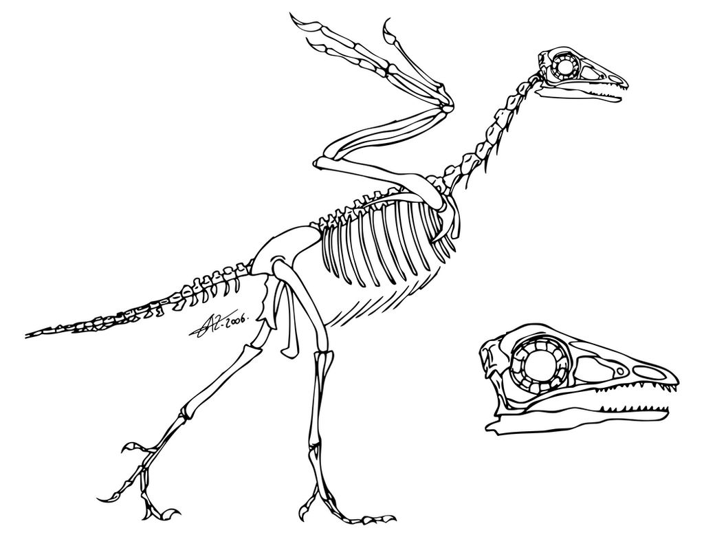 Археоптерикс скелет. Archaeopteryx скелет. Протоавис скелет. Анатомия археоптерикса. Скелет археоптерикса