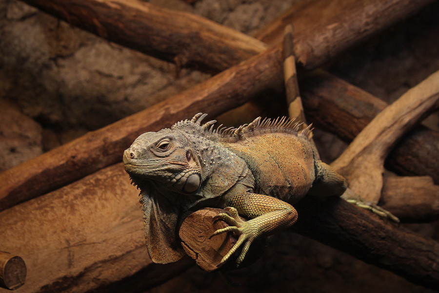 Iguana