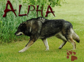 Cover for Alpha